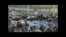 Грузовики модельного ряда MAN CLA