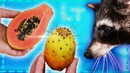 Реакция енота папайя или плод кактуса. что выберет енот хайп