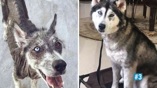 Удивительные случаи спасения приютских собак