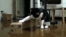 Игрушка для Кота