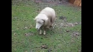 Овца-собака