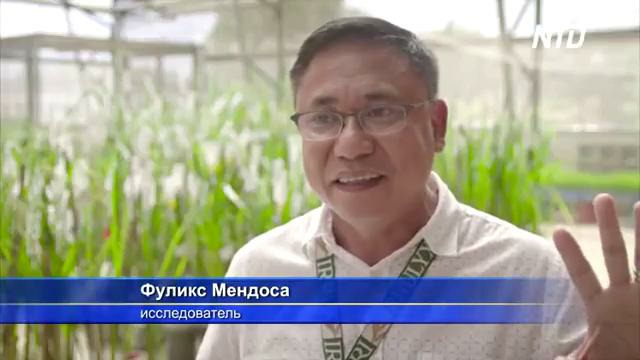 Устойчивый к засухам и наводнениям рис разработали на Филиппинах