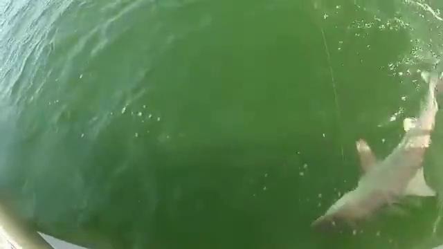 Гигантский окунь сожрал акулу