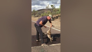 Did you know kangaroos can’t walk backwards? 🦘 #shorts