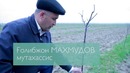 Олма кўчати парваришидаги хатоликлар шакл бериш, оқлаш