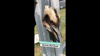 Woman Rescues Bird That’s Stuck In Fence | People Are Awesome #shorts