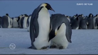 Imperator pingvinlari