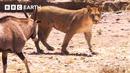 1 Hour of Nature’s Deadliest Animal Showdowns | BBC Earth