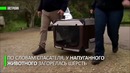 В Австралии коала проехала 16 км под крылом внедорожника — и выжила