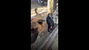 Эти собаки даже не могли ходить, а теперь.! #doglover