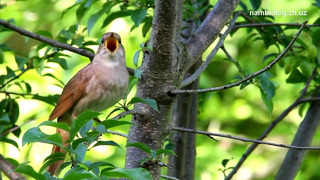 Bulbul(Luscinia luscinia)-Обыкновенный соловей или восточный соловей