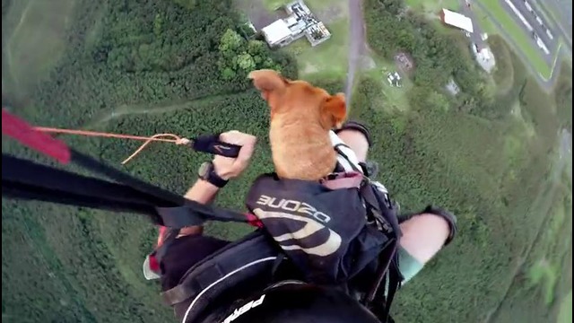 GoPro: Собака летит на Парашюте