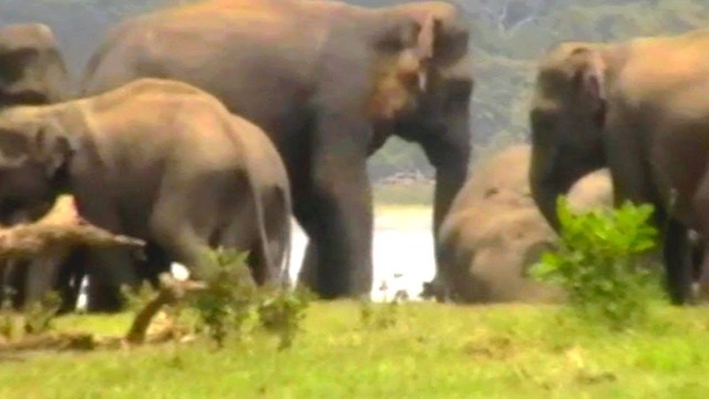 300 слонов пришли проститься с вожаком, павшим в бою