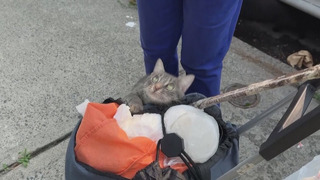 Как в Нью-Йорке пытаются решить проблему бездомных кошек