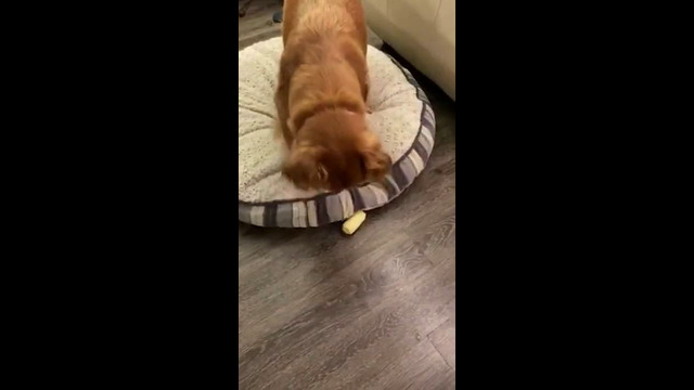 Golden Retriever Confused by Corn #shorts