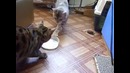 Две кошки по очереди пьют молоко