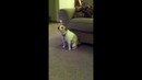 Dog dancing twerk)