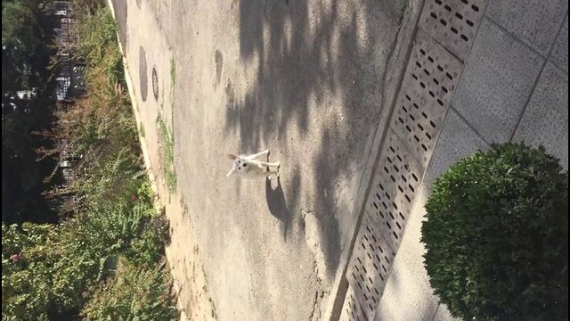 Собака с бровями