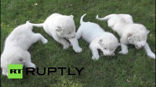 Четыре белых львенка появились на свет в крымском сафари-парке