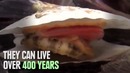 6 Almost Immortal Animals