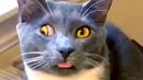 Cat Makes Funny Face To Camera | Funny Pet Videos