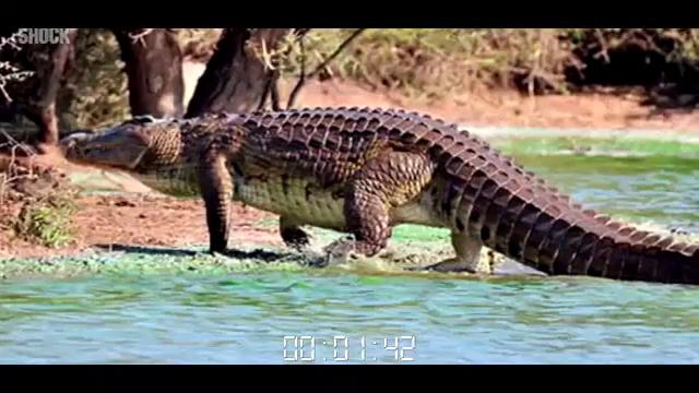 Топ-10 Самых больших крокодилов
