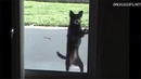 Собака танцует Thriller Майкла Джексона