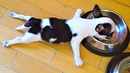 Самые смешные животные / Приколы с котами и собаками 2023 / LA #149