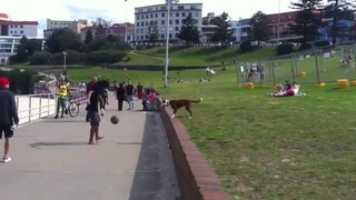 Собака – футболист