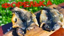 Форель на костре