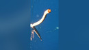 Venomous Sea Snake Was Feeling Frisky