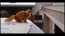 Кот не внес зимние коррективы