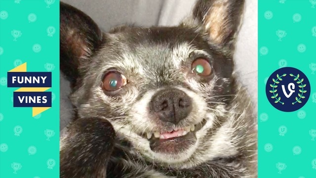 Try not to laugh – funny pets & animals! funny videos september 2018
