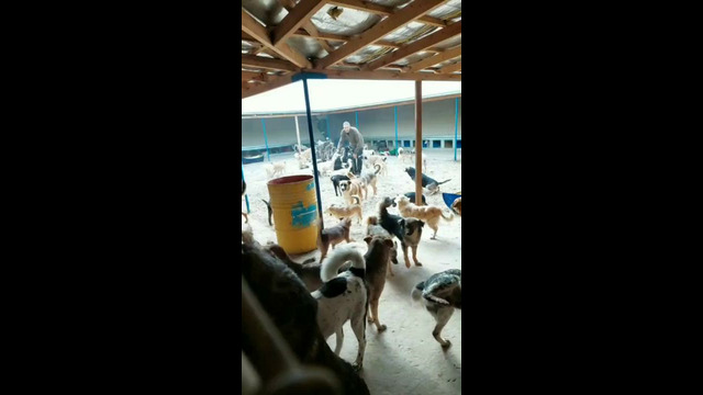 Четыре лапы Ташкент приют. С праздником весны дорогие наши друзья от всех девочек нашего приюта. 2023 года