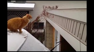 Фэйлы – Прыгающие кошки