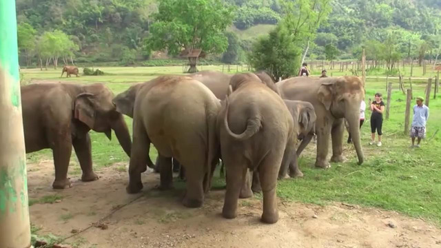 50 лет слон сидел на цепи. Только посмотрите, что он сделал, когда его освободили