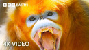 Nature’s Deadliest Duels | 4K UHD | BBC Earth