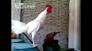 Петух кукарекает – Я умер от смеха когда услышал это