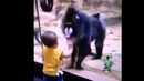 Ass on the glass monkey (vine)