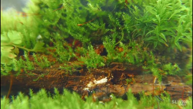 Вечный террариум – 3 месяца спустя