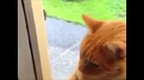 Звонок для котейки