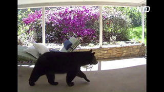 Прохожий медведь напугал жителя США у него же во дворе