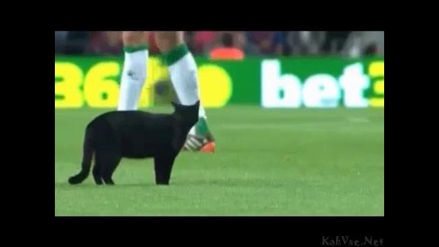 Черная кошка решила испортить футболистам игру