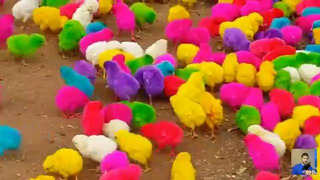 Цветные цыплята и почему
