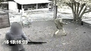 Если бы Это не Сняли на Камеру, Никто бы не Поверил