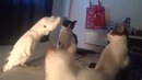 Попугай разговаривает с котами по-кошачьи