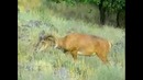 Media-encyclopedia: Fauna mammals (Russian)