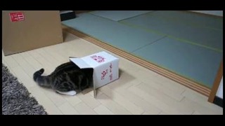 Толстый кот в коробке