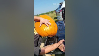 This is why pumpkin season is literally called: Fall