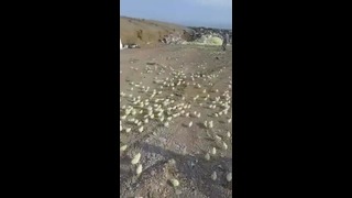 Из выброшенных на свалку яиц вылупились тысячи цыплят